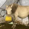 爱马男孩🐎头像