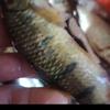 糖果斑斑魚头像