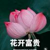 老 杨头像