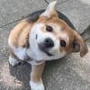 狗儿头像