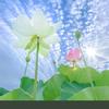 星河追梦头像