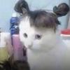 快乐猫me日记头像