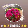 ⭐✨夏夜的星空✨⭐头像