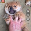 李家村头像