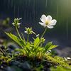 狂风暴雨中的无名小花头像