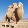 骆驼CAMEL🐫头像