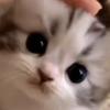 ❤️🌹小花朵头像