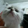 猫犬知意头像