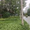 龙之翼飞翔，头像