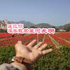 二黑哥哥头像