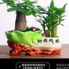 小月月头像