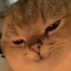 讲故事的猫meme头像