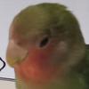 黄瓜。。。。。。。。。。头像