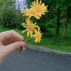 @【慧慧】🌻头像