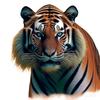 路还长别猖狂（冲2000粉）头像