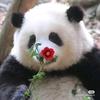 花花吃果果头像
