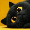 猫吖碎醒了头像