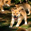 佳楠专营店精选田园犬头像