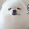 狗蛋头像