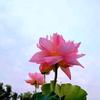 心如莲花结善缘头像