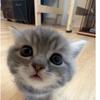 小馋猫头像