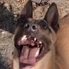 养犬小哥头像