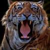 Tiger·Apex头像