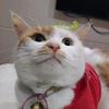 老猫鱼头像