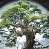 山东小毛选树头像