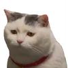 鲨猫动画头像