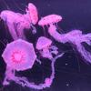 风之物语科技头像