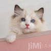 几米猫家头像