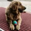 憨豆金毛🐶(拒连赞，关必回)头像