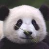 万物好奇社头像