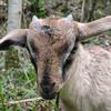 @咩咩🐏头像
