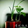 清风伟凡头像