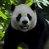 V婕iPanda头像