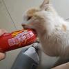 沙雕小猫🐱(求关注）头像