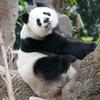 熊猫游乐园🐼头像