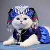 猫狗不晕车 货运全国游头像