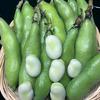 碗豆巴果头像