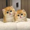 发呆的小奶猫头像
