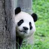 发财翔头像