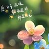 冬去春来头像