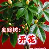 回族小久头像