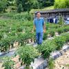 大昌镇石里村支书小曹（曹家海）头像