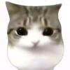 妙脆角猫头像