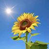 青青子衿🌻头像
