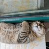 追风的猫尾巴头像