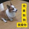 完美狗狗头像